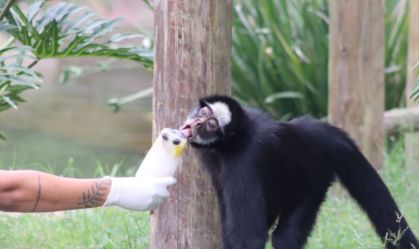 Dia do Sorvete: animais recebem picolés especiais no RJ; veja imagens