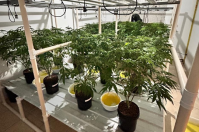 "Super maconha": plantação de organização criminosa é descoberta em SC
