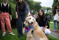 PUC-PR oferece terapia com animais para apoiar saúde mental de estudantes