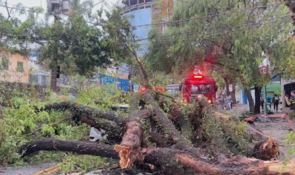 Vídeo: em meio a temporal, árvore cai em cima de carro e fere uma pessoa