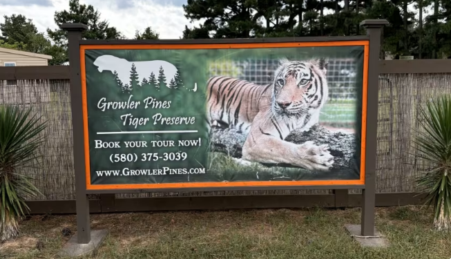 Imagem de tigre em santuário de Oklahoma