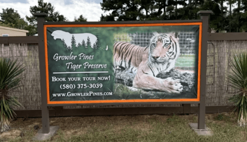 Imagem de tigre em santuário de Oklahoma