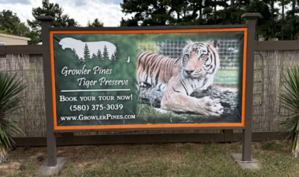 Cuidador morre após ser atacado por tigre em santuário nos EUA