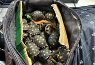 Polícia Civil faz operação contra tráfico de animais silvestres no RJ