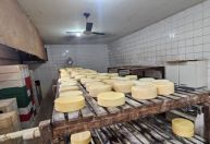 Queijaria clandestina é interditada e mais de 250 kg de queijo vão pro lixo