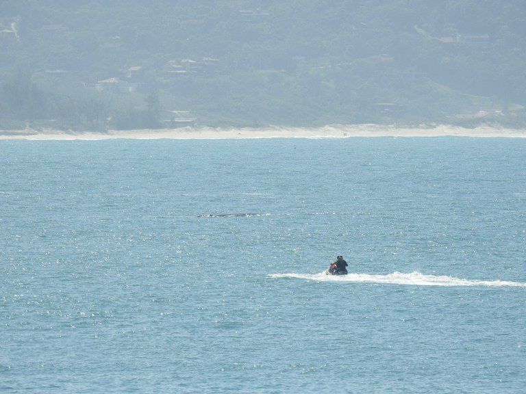 IMPORTUNA BALEIA SC