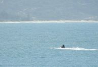 Piloto de jetski é multado em R$ 2,5 mil por importunar baleias em SC