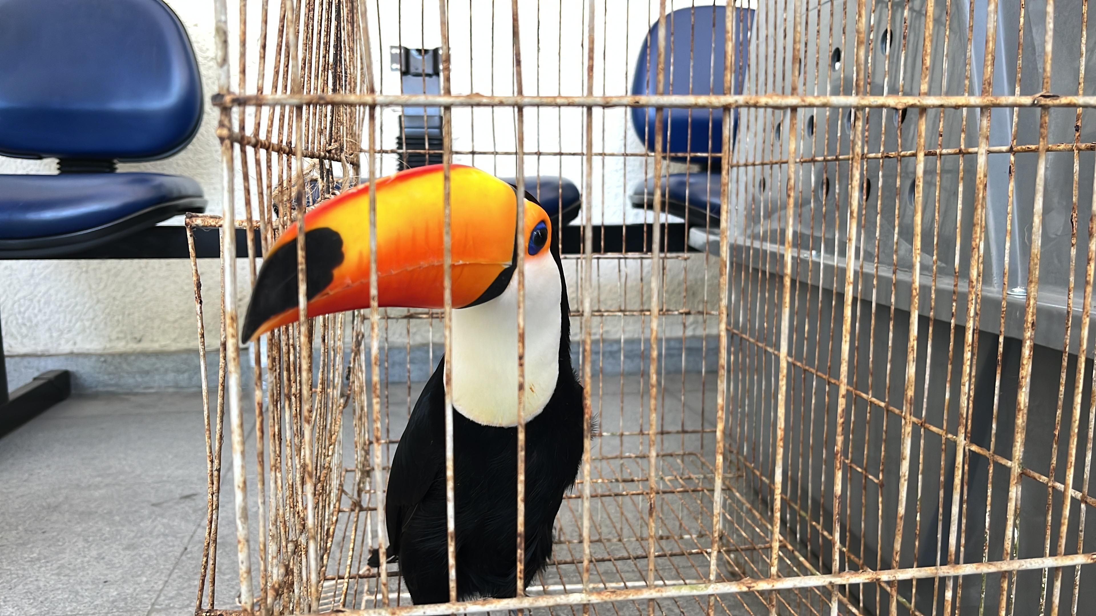 Operação animais