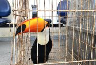 Operação no RJ já resgatou 700 animais e prendeu 45 suspeitos