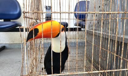 Operação animais