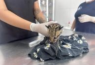 Filhote de jaguatirica é resgatado por família e levado para reabilitação