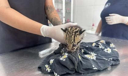 Filhote de jaguatirica é resgatado por família e levado para reabilitação