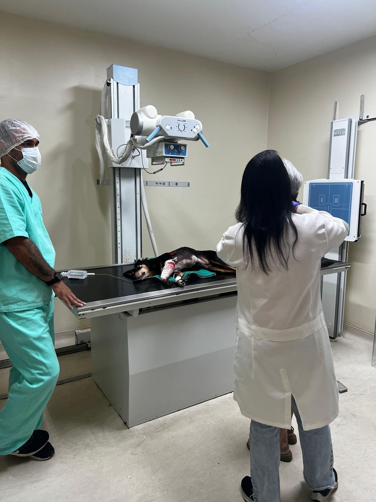 A cadela Nina passou por exames para cirurgia de retirada de estilhaços • Reprodução