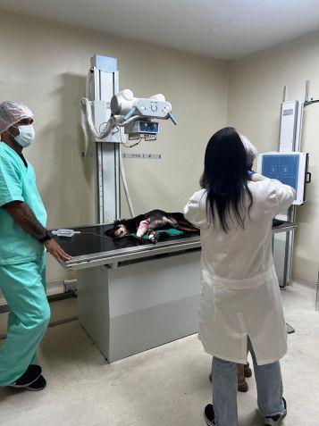 A cadela Nina passou por exames para cirurgia de retirada de estilhaços • Reprodução