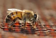 Ataques de abelhas crescem no Brasil e expõem falta de antídoto