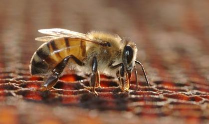 Ataques de abelhas crescem no Brasil e expõem falta de antídoto
