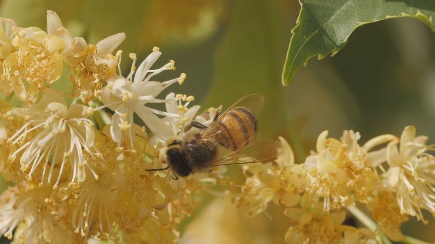 Abelhas polinizadoras. • Reprodução da matéria.