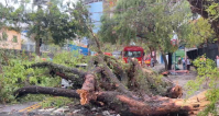 Tempestade em SP: Árvore cai sobre carro e polícia tenta socorrer casal