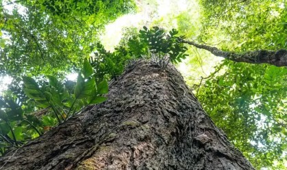 Árvores gigantes da Amazônia podem ajudar a frear mudanças climáticas