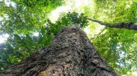 Árvores gigantes da Amazônia podem ajudar a frear mudanças climáticas