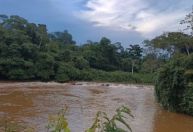 Bactéria descoberta na Amazônia é do mesmo gênero de causadora da bartonelo