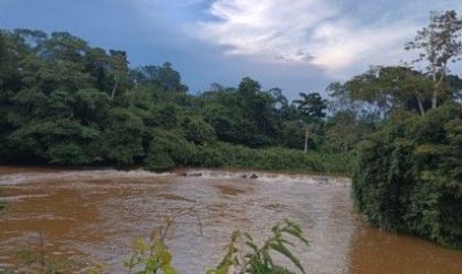 Bactéria descoberta na Amazônia é do mesmo gênero de causadora da bartonelo