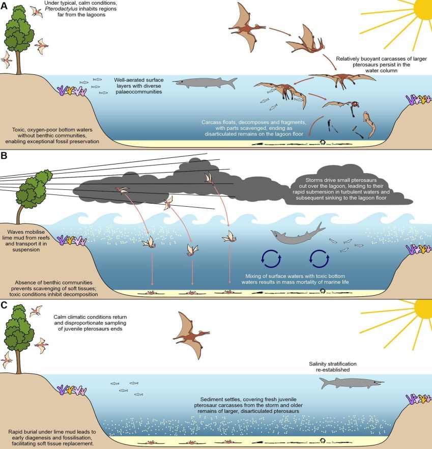 Um diagrama mostra as condições na lagoa há 150 milhões de anos • Universidade de Leicester via CNN Newsource
