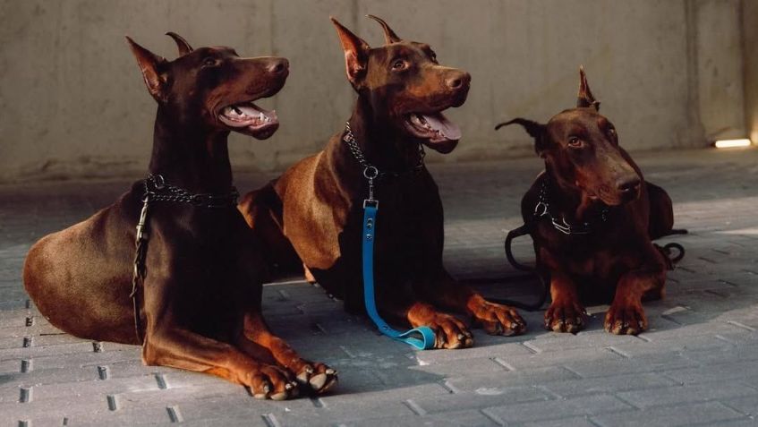 Drako, Kleo e Boogie: os três cachorros dobermann de Memphis Depay • Reprodução/Instagram @memphisdepay