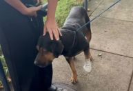 Cachorro baleado e "jurado de morte" por traficantes é resgatado no RJ