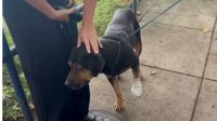 Cachorro baleado e "jurado de morte" por traficantes é resgatado no RJ