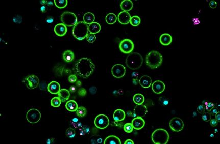 Cientistas descobriram uma maneira de cultivar um tipo de célula, conhecida como célula germinativa primordial, que atua como precursora de óvulos e espermatozoides, a partir da pomba-das-rochas