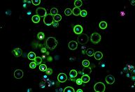 Cientistas revelam como criar óvulos funcionais em novo estudo