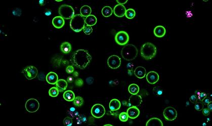 Cientistas revelam como criar óvulos funcionais em novo estudo