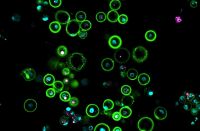 Cientistas revelam como criar óvulos funcionais em novo estudo