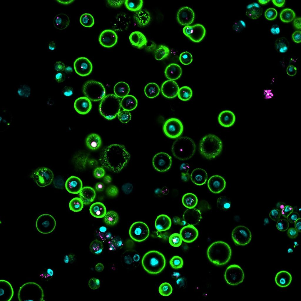 Cientistas descobriram uma maneira de cultivar um tipo de célula, conhecida como célula germinativa primordial, que atua como precursora de óvulos e espermatozoides, a partir da pomba-das-rochas
