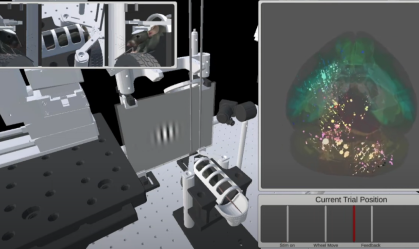 Cientistas revelam 1º mapa completo de cérebro tomando decisões
