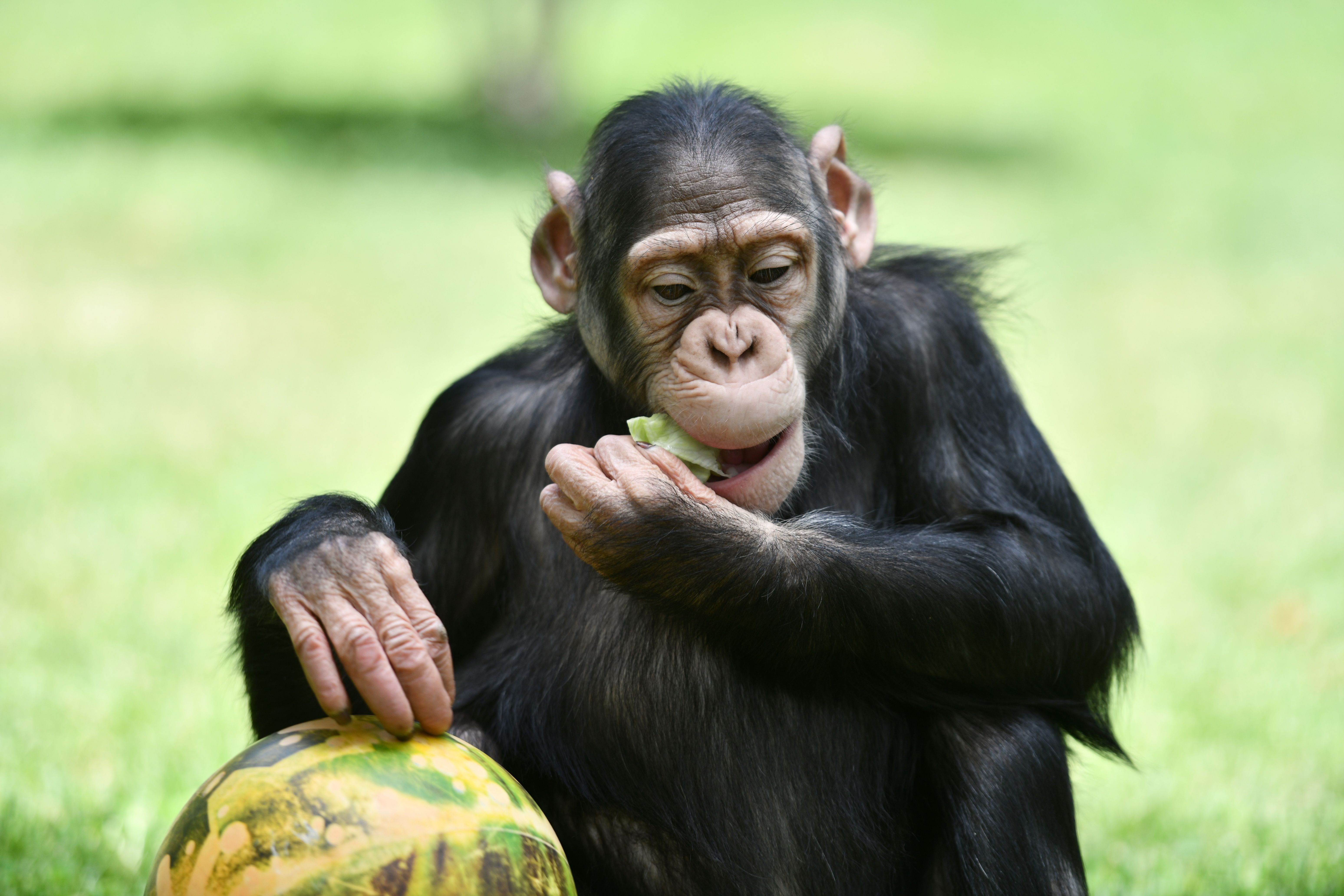 Chimpanzés consomem equivalente a 1 bebida alcoólica por dia em frutas