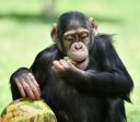 Chimpanzés consomem equivalente a 1 bebida alcoólica por dia em frutas