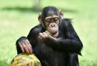 Chimpanzés consomem equivalente a 1 bebida alcoólica por dia em frutas