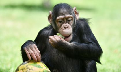 Chimpanzés consomem equivalente a 1 bebida alcoólica por dia em frutas