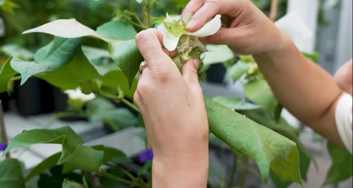 O antigo método de cruzamento envolve esfregar duas flores. • CNN