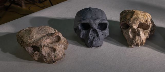 Nova reconstrução (centro) do crânio esmagado de Yunxian 2 (direita) encontrado na China ao lado do fóssil esmagado (esquerda) descoberto no mesmo local