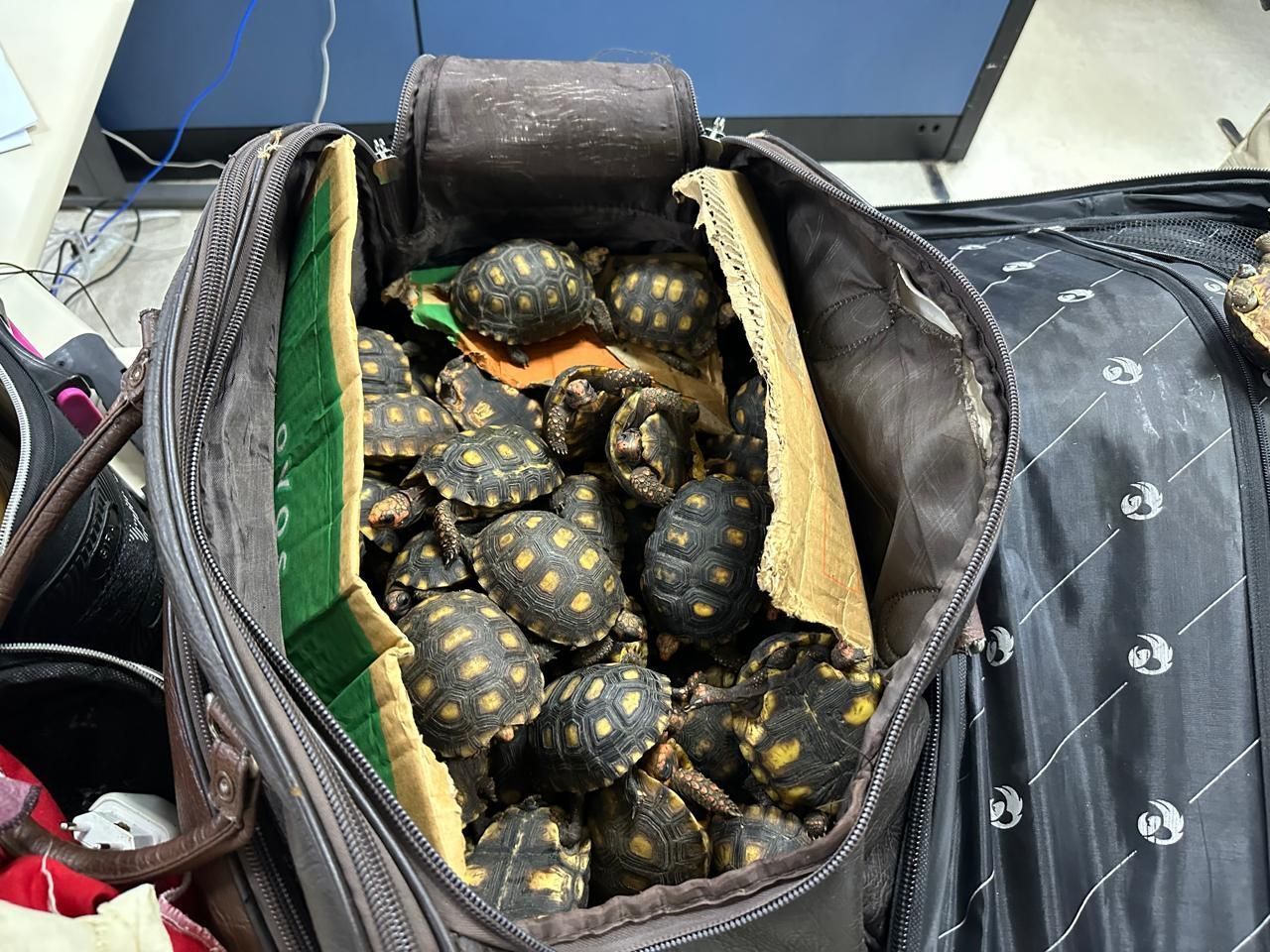 animais resgatados