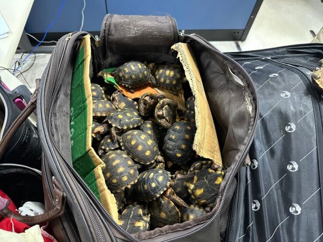 Jabutis resgatados durante a megaoperação • Reprodução