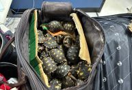 Traficantes vendiam animais por apps e citavam TH Joias no RJ; ouça o áudio