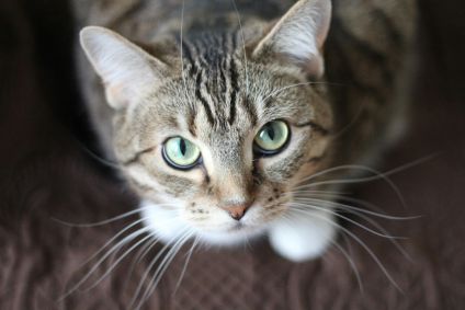 Gatos utilizam miados, expressões faciais e movimentos corporais para se comunicar com os tutores, revelando emoções e necessidades do dia a dia.