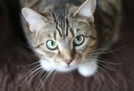 O que seu gato está tentando dizer: sinais e linguagem corporal dos felinos