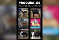 Cinco suspeitos de roubarem cães de raça são presos em SP