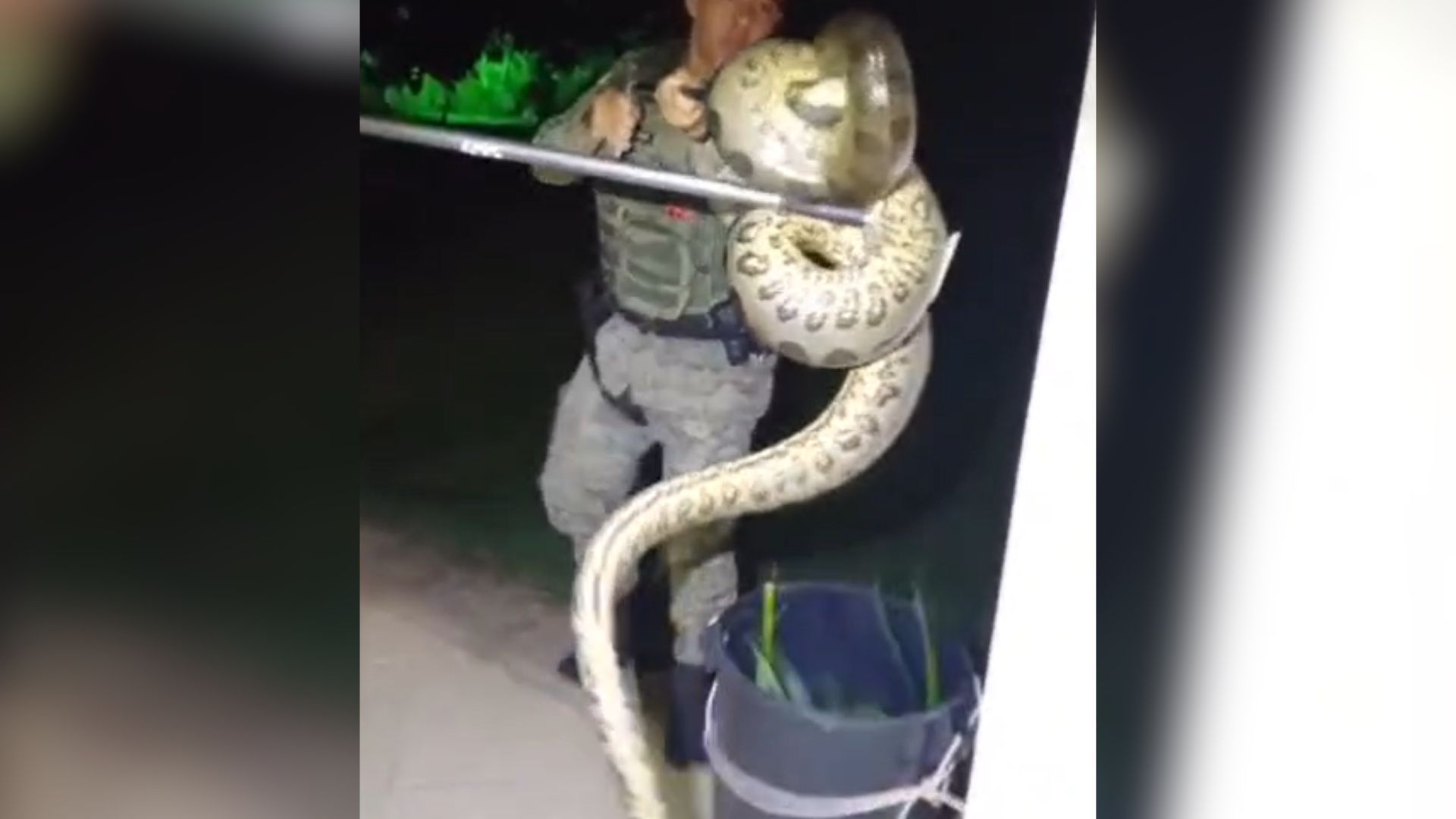 Sucuri de 2m capturada