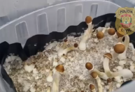 "Cogumelos mágicos": Polícia desmantela esquema de tráfico interestadual